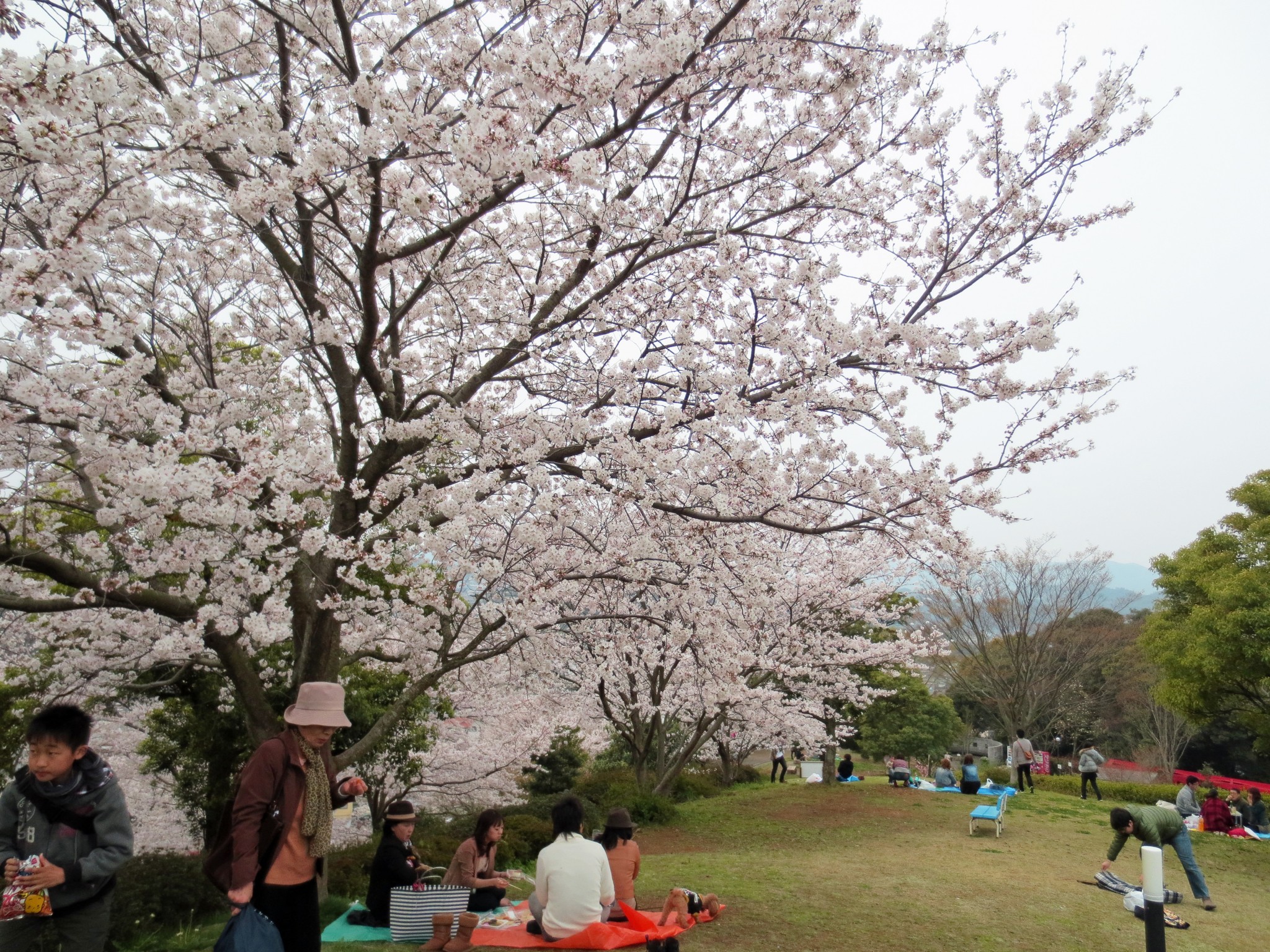 Nagasaki, one amazing cherry blossom universe. VOYAPON