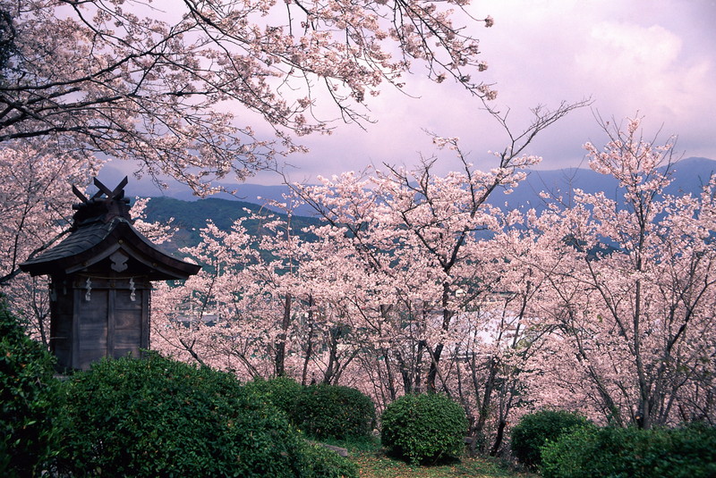 Discover Ogi   The Little Kyoto Of Kyushu