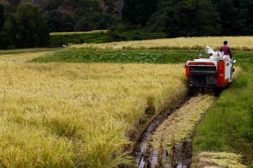 Overnight on the farm with rice harvest in Takane, near Murakami, Niigata Prefecture, Japan.