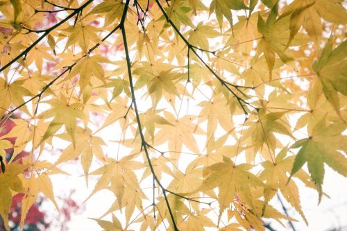 Den Herbst entdecken und schmecken in den Bergen von Mino, Osaka, Region Kinki, Japan.
