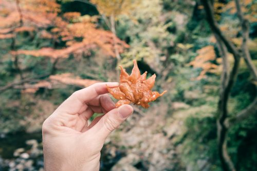 Den Herbst entdecken und schmecken in den Bergen von Mino, Osaka, Region Kinki, Japan.