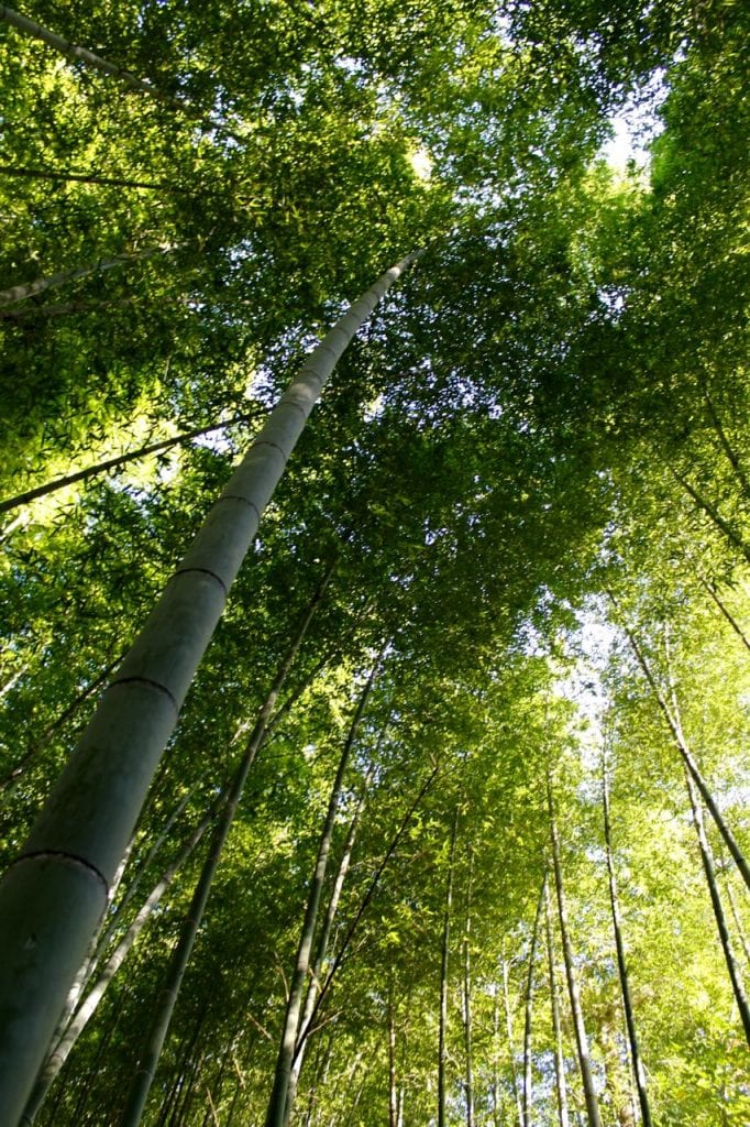 Ein Bambuswald, Okayama, Japan.