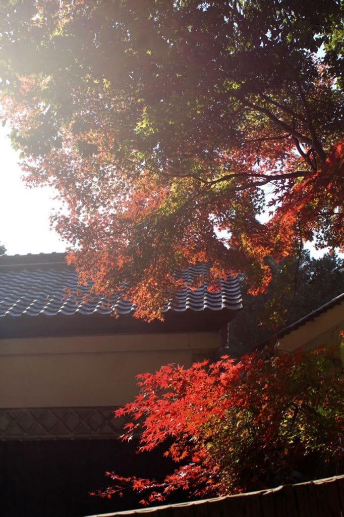 Der bekannte rote japanische Ahorn im Sogenji Tempel, Okayama, Japan.