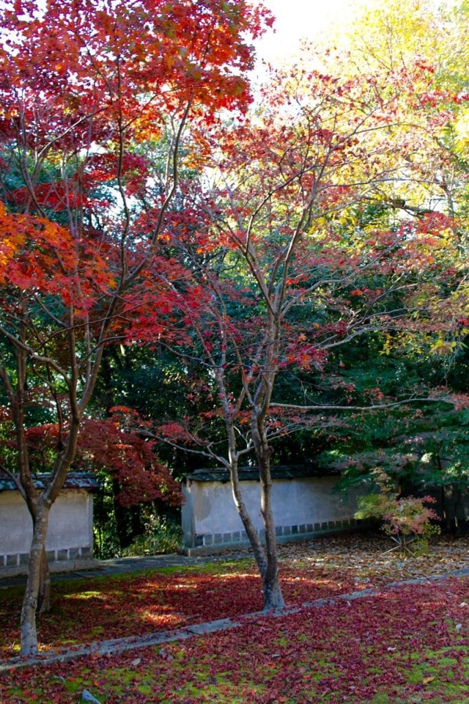 Roter japanischer Ahorn, Okayama, Japan.