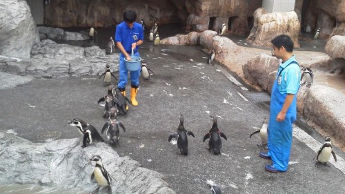 Pingüinos en el Acuario de Pingüinos de Nagasaki