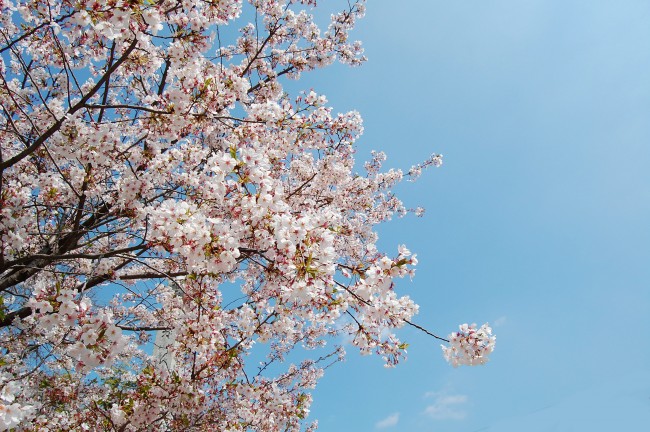 Cerezos en flor en el jardín del templo Enmeiji de Nagasaki