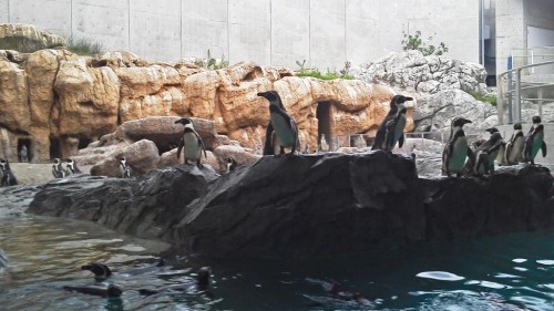 Pingüinos en el Acuario de Pingüinos de Nagasaki