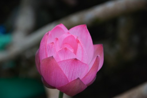 Flor de loto.