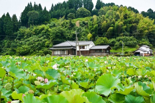 Estanque repleto de flores de loto en Usuki (Oita).