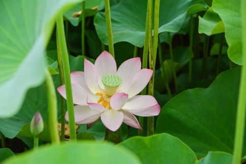 Flor de loto en un jardín de Usuki, Oita.