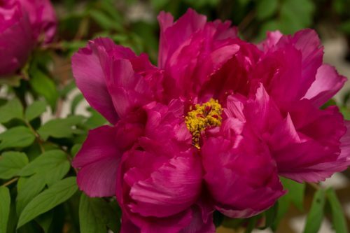 Flores de Botanchaya.