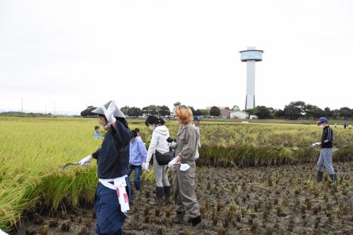 Rice Field Art Worthy of a Guiness World Record in Gyoda, Saitama
