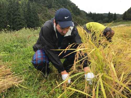 Ecoturismo, cosecha de arroz en Murakami