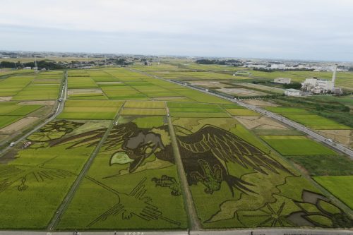 Echa un vistazo al arte del campo de arroz marcado un récord Guinness en Gyoda, Saitama