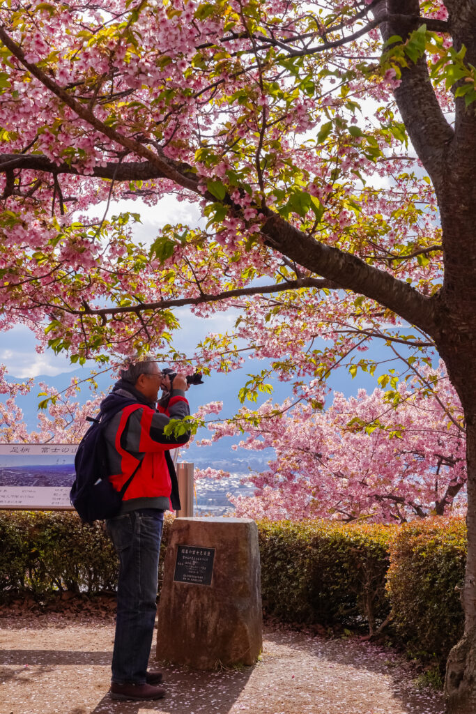 un señor tomando fotos en el Festival de los Cerezos en Flor de Matsuda