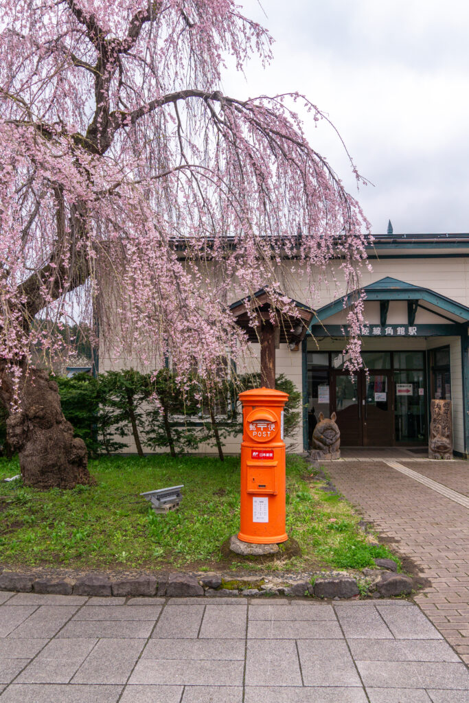 Un árbol de sakura en la estación de Kakunodate