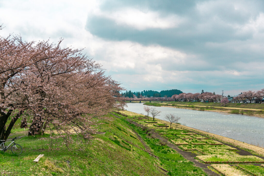 Río con sakura en Kakundate en primavera