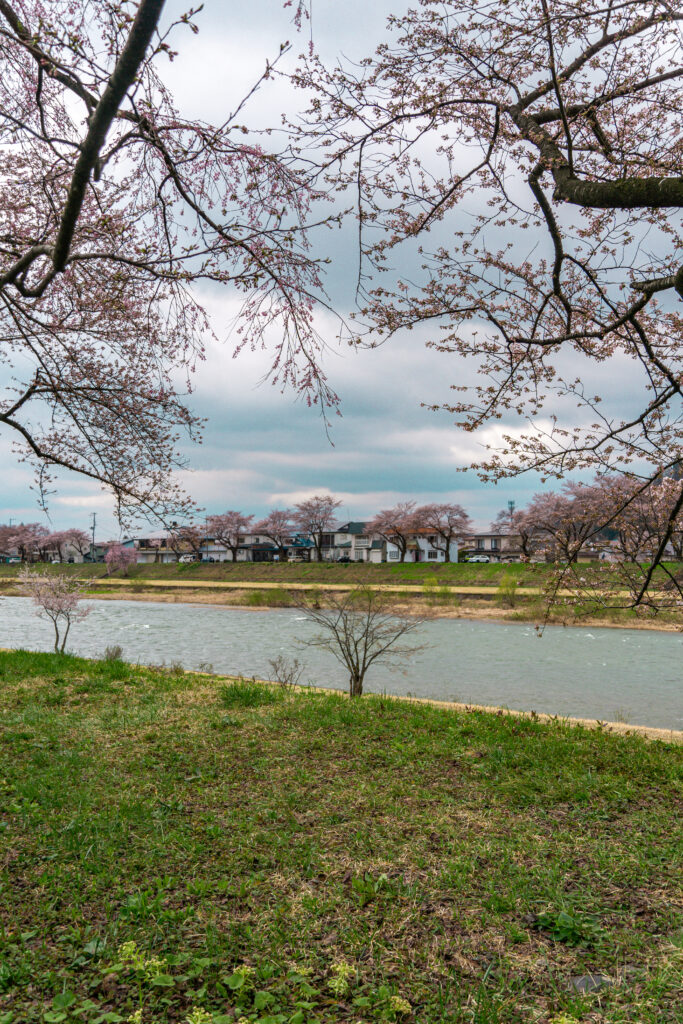 pequeñas flores de sakura al lado del río en Kakunodate