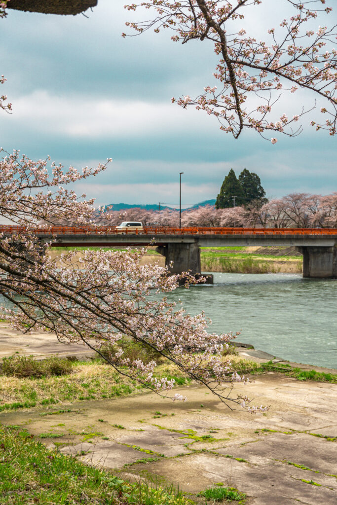 pequeñas flores de sakura al lado del río en Kakunodate