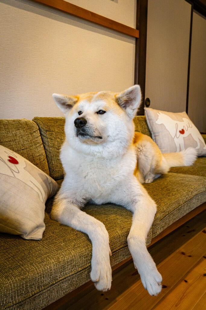 un imponente perro akita