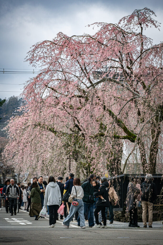 Un árbol de sakura florecido en Kakunodate en primavera