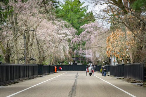 Kakunodate en primavera: cuando el pueblo samurái florece