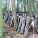 En estos troncos crecen setas shiitake