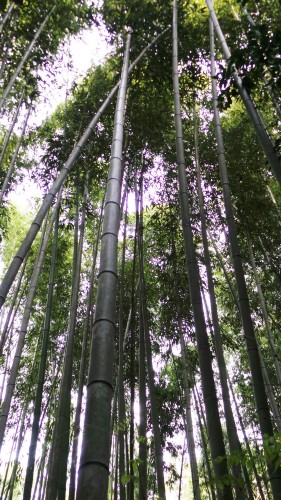 Forêt de bambous d’Arashiyama