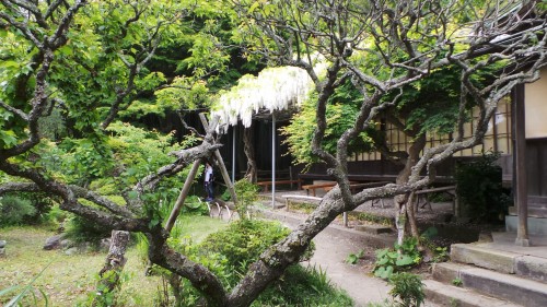 Glycine blanche dans le jardin du temple Eishō-ji à Kamakura