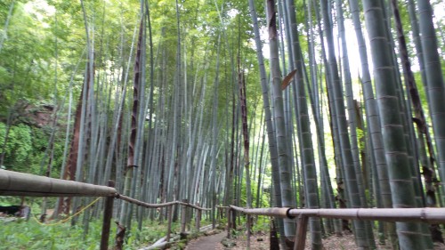 Forêt de bambous dans le jardin du temple Eishō-ji à Kamakura