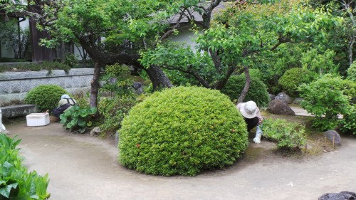 Volontaires qui défrichent le jardin du temple Kaizo-ji