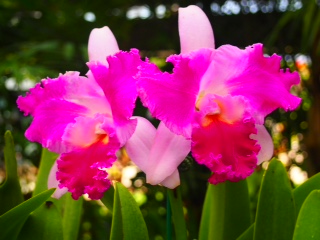 Le Tropical dream center d'Okinawa abrite plus de deux mille sortes d’orchidées