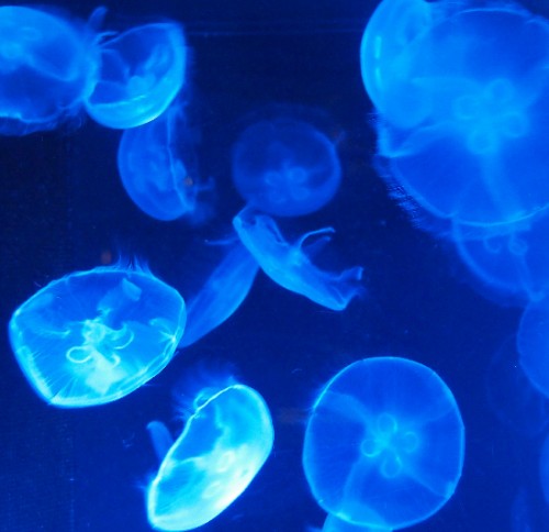 Bassin des méduses de l'aquarium Churaumi situé à Okinawa, sur l'île de Naha.