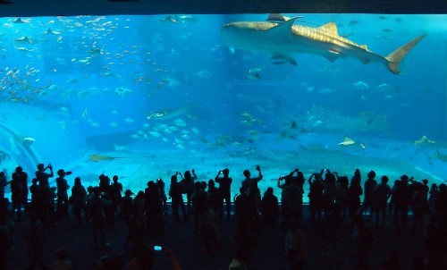 Churaumi, l’aquarium de « la belle mer » à Okinawa