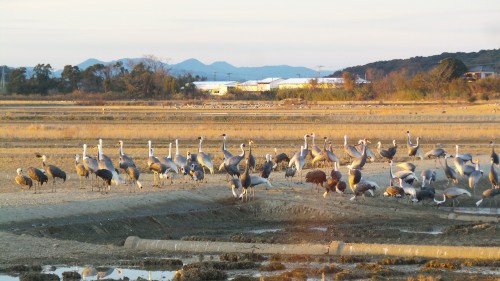crane migration places in Izumi