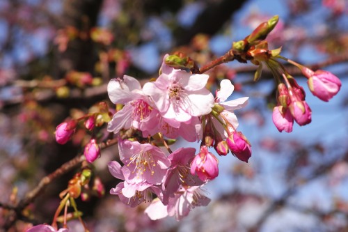 Prunier en fleurs à Ishibu, dans la péninsule d'Izu à Shizuoka.