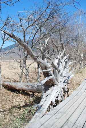 La nature à Nikko : Le chemin de randonnée Senjo ga hara