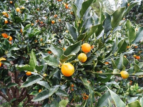 Près 40 variétés de mikan cultivées à Ehime.