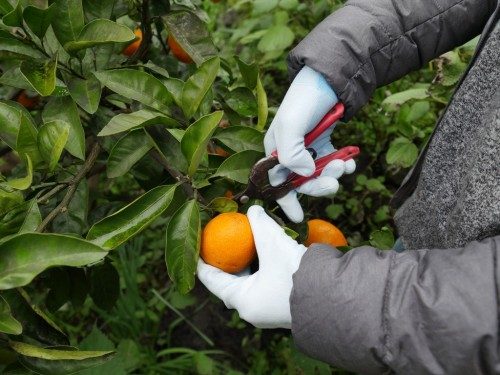 La récolte des mikan avec sécateur et gants.