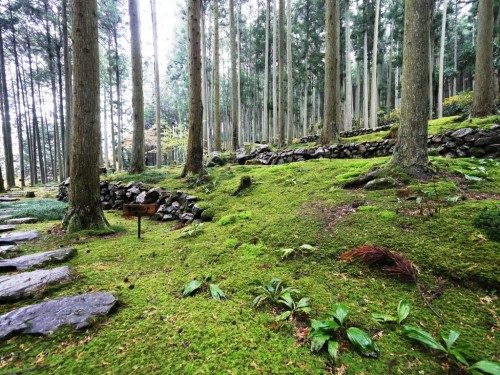 Harmonie wa et jardin de mousses autour du café Kokemushiro