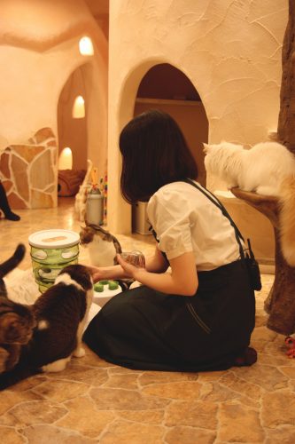 Activité pour les chats au café Temari no Oshiro dans le quartier de Kichijoji à Tokyo, Japon