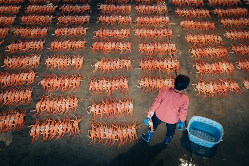Crab auction at Shin-minato Kitokito Market.