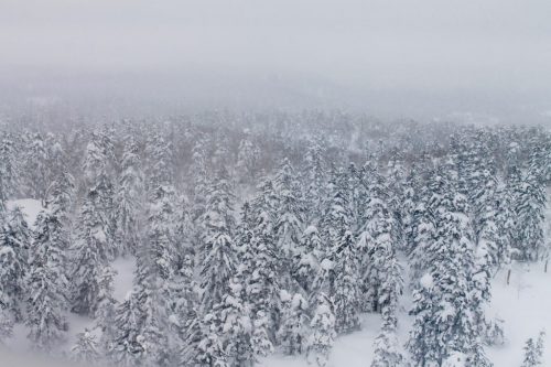 Forêt de pins enneigés sur les pentes du mont Daisetsuzan en chemin vers Asahidake Onsen, Hokkaido, Japon