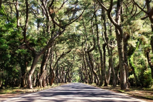 Hime no Matsubara, un des plus beaux sites plantés de pins du Japon