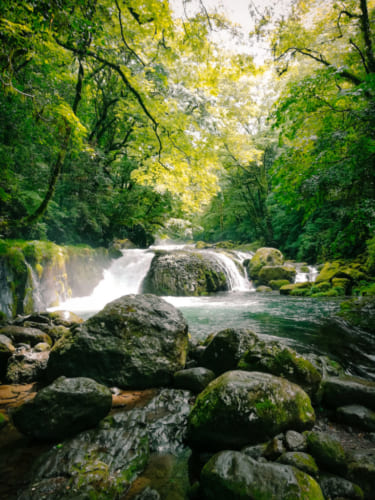 La forêt de jouvence des gorges de Kikuchi