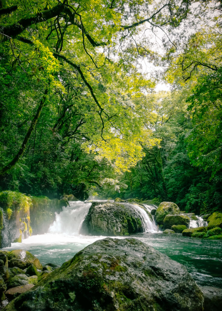 La cascade rei entourrée par les grands arbres de la forêt de kikuchi