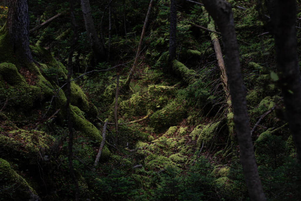 Nature du Nord du Japon