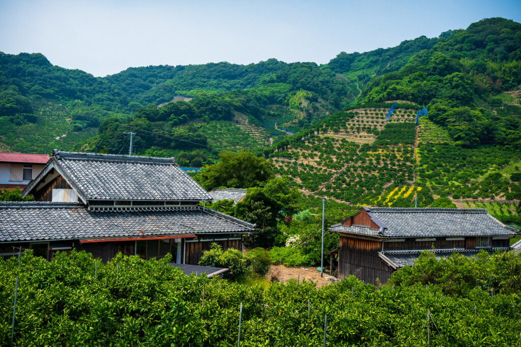 Les toits des maisons locales