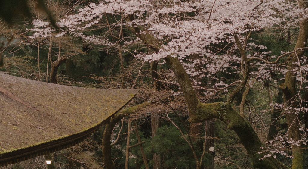 Le temple et les cerisiers