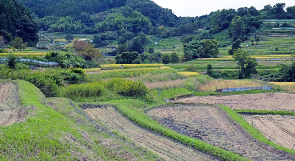 Road trip dans les rizières